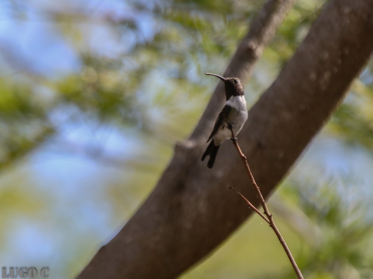 Mexican Sheartail - ML636821963