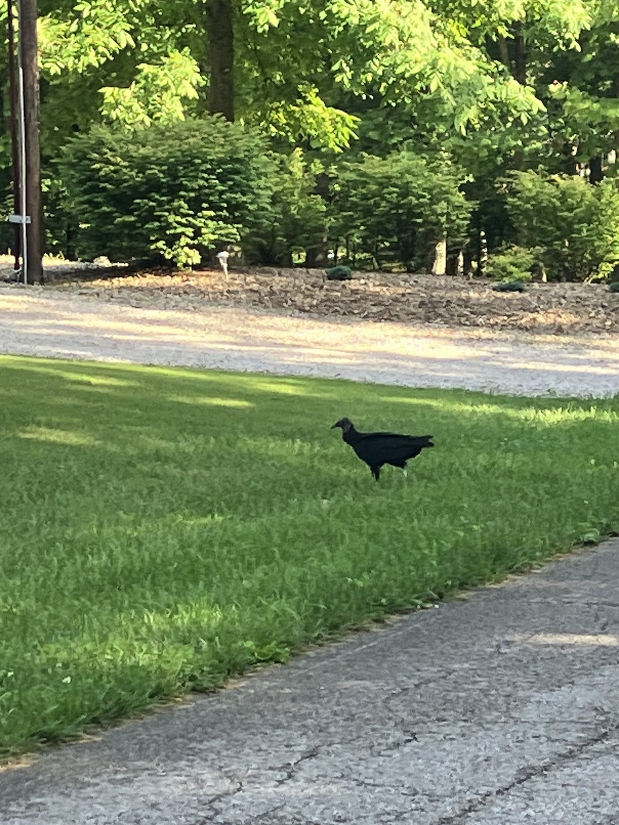Black Vulture - ML636821964