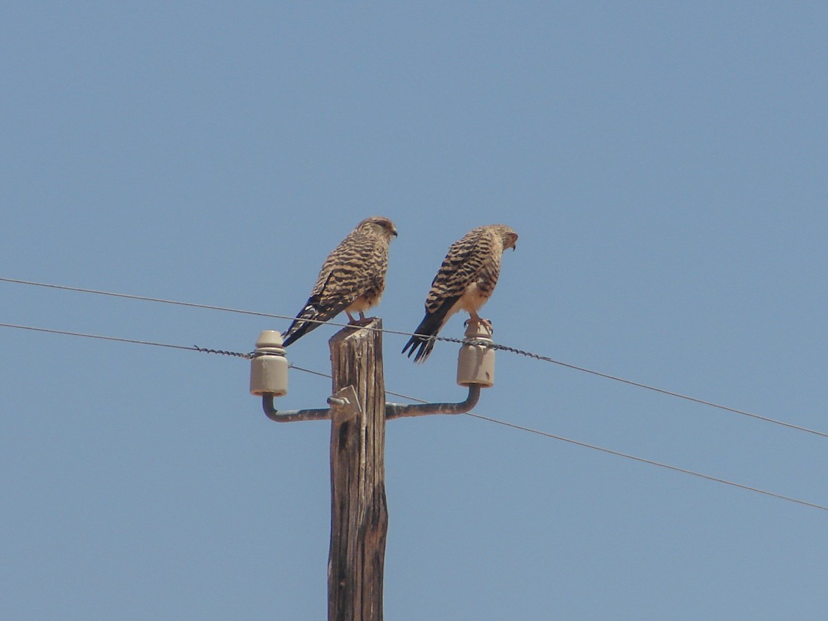 Greater Kestrel - ML636821996