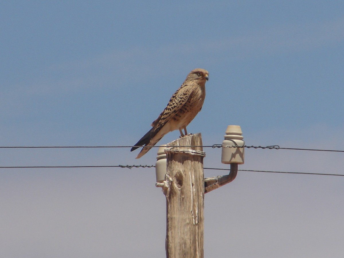 Greater Kestrel - ML636821998