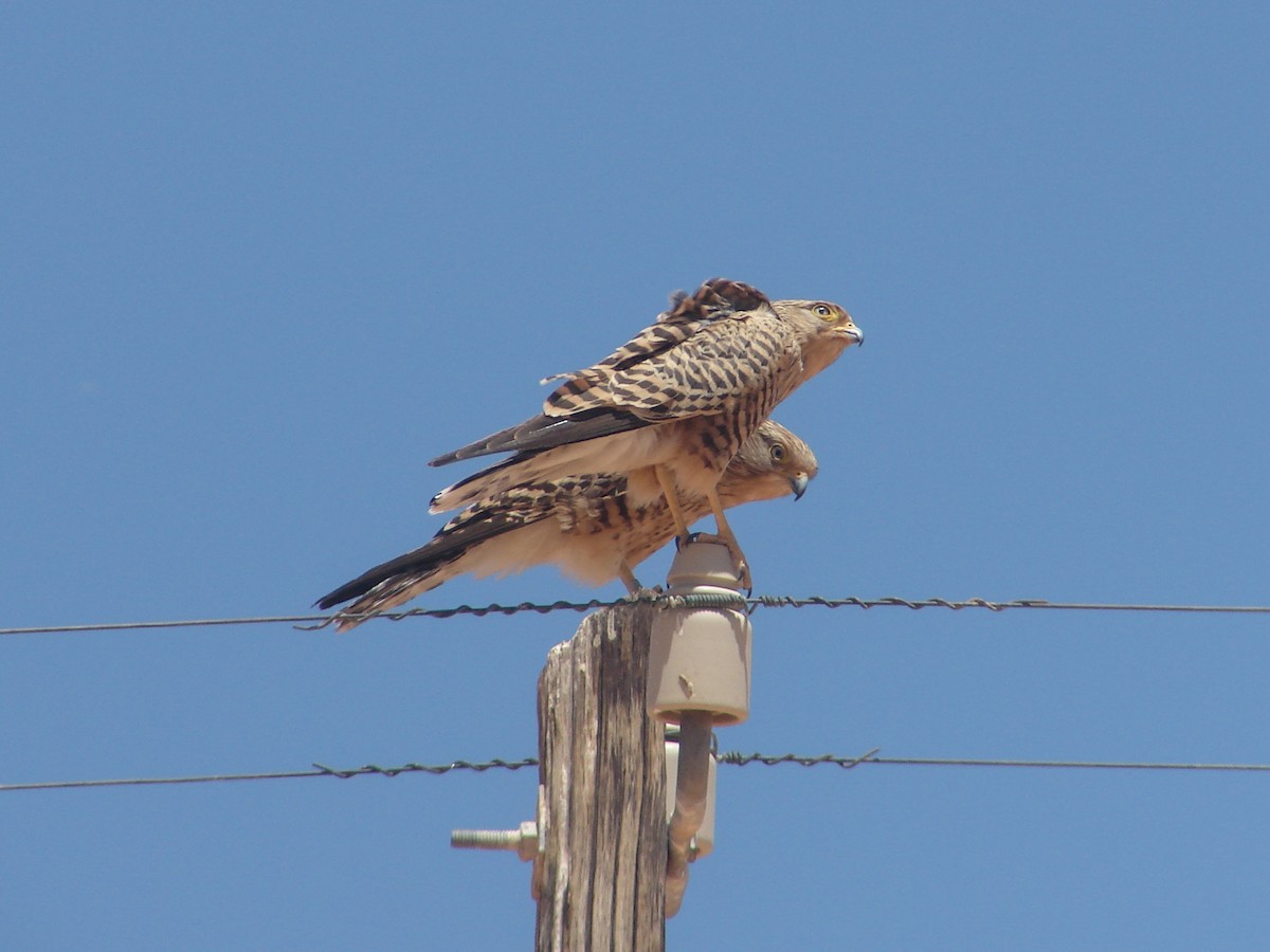 Greater Kestrel - ML636821999