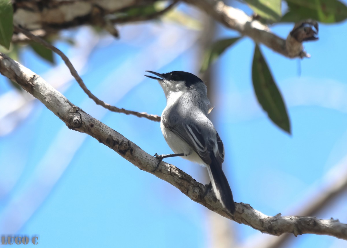Yucatan Gnatcatcher - ML636822016
