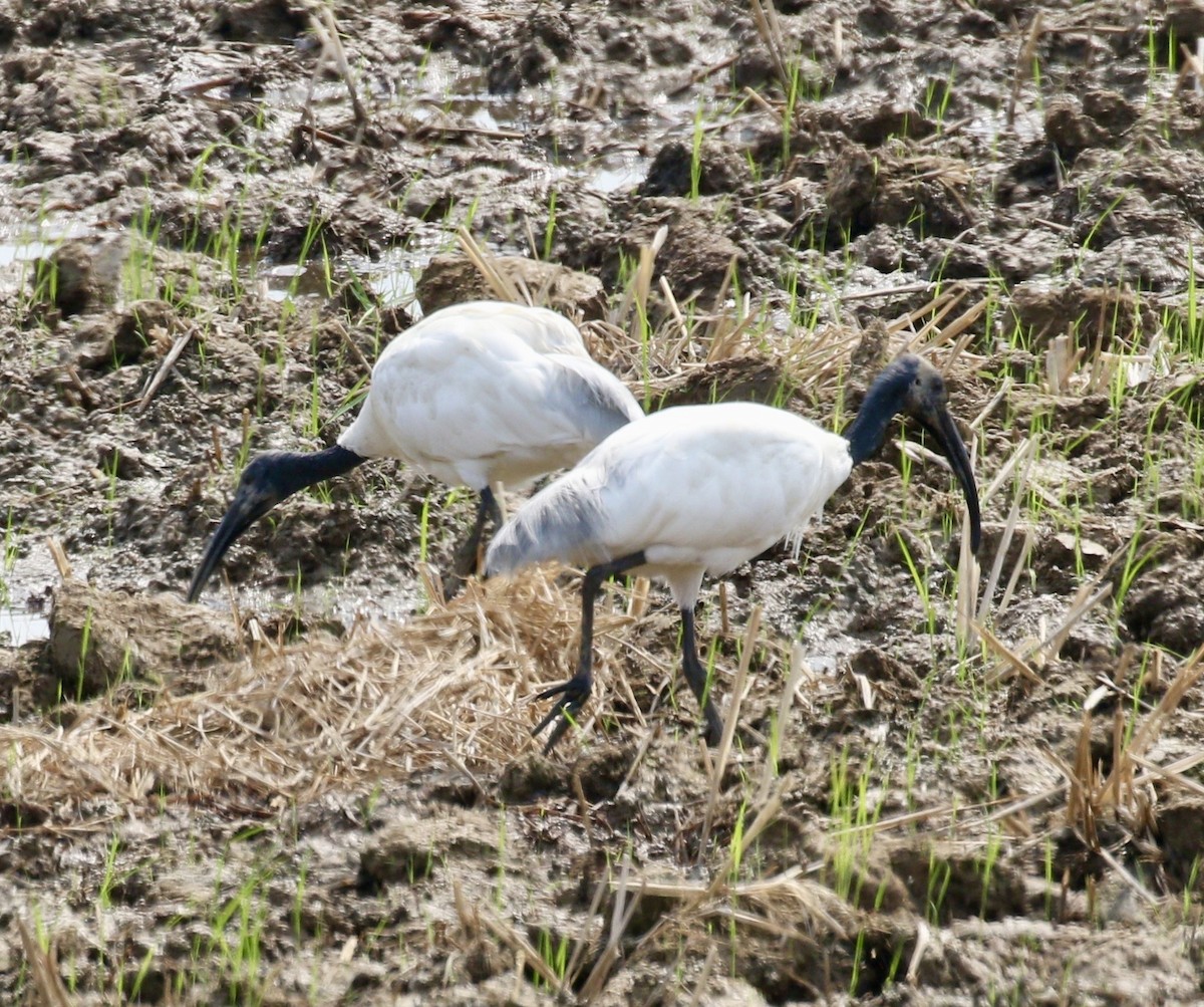 Хүрэн түрүүт билүүс - ML636822021