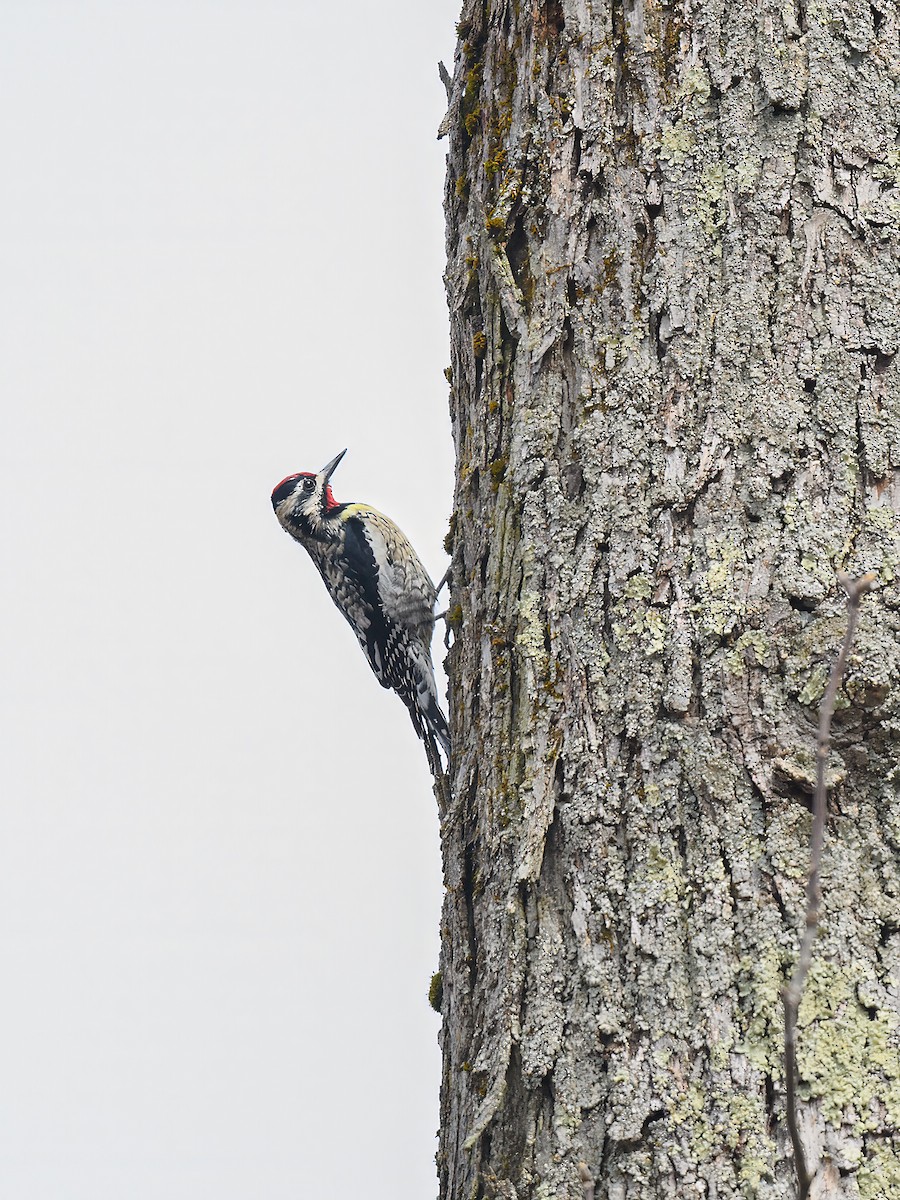 Yellow-bellied Sapsucker - ML636822029