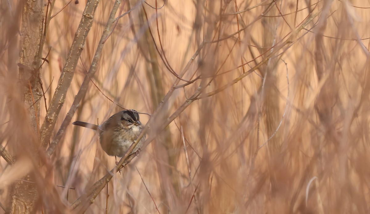 Swamp Sparrow - ML636822069