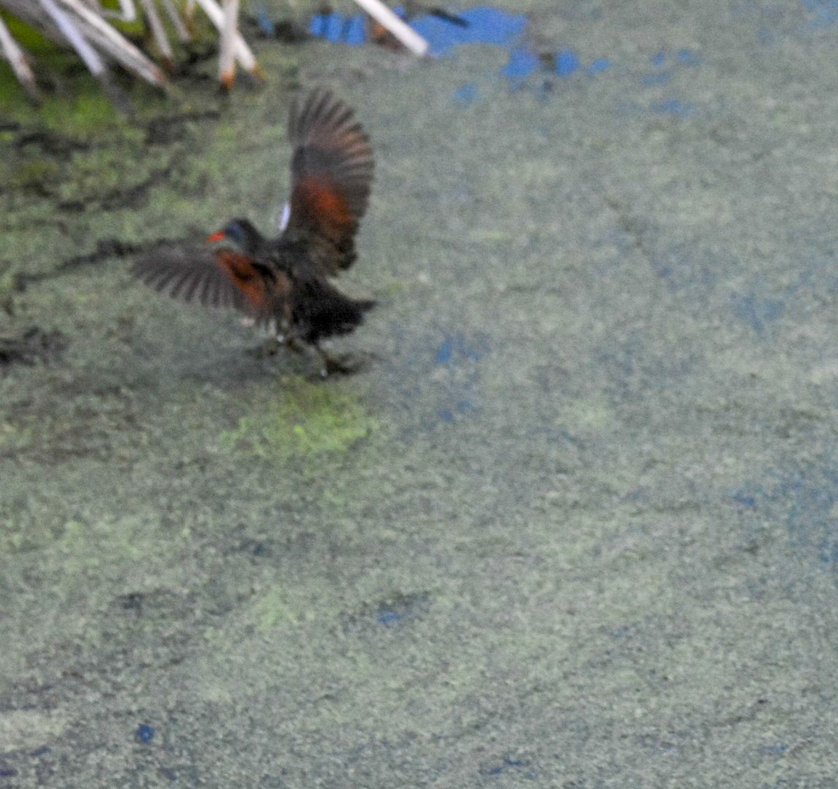 Virginia Rail - ML636822201