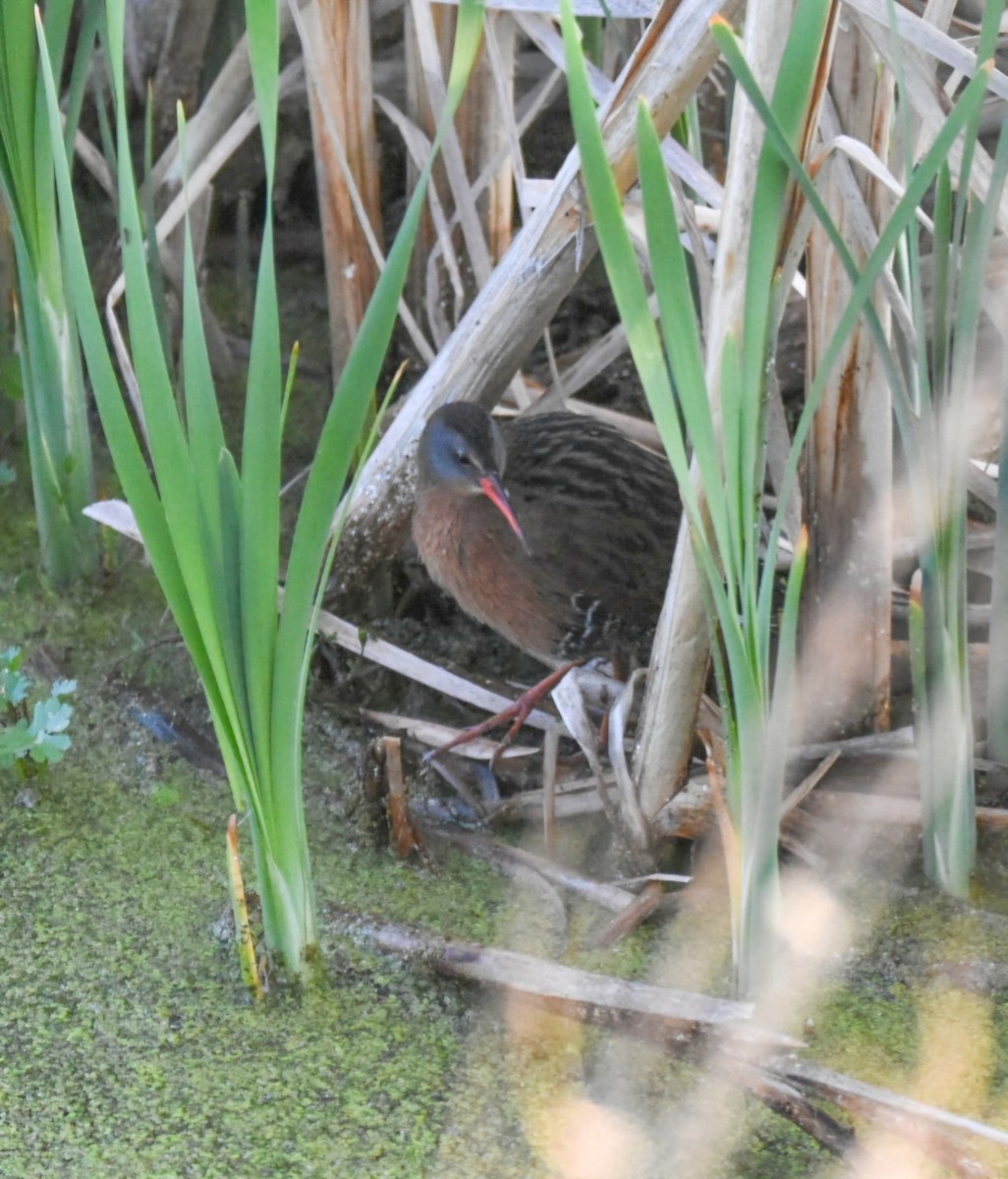 Virginia Rail - ML636822202