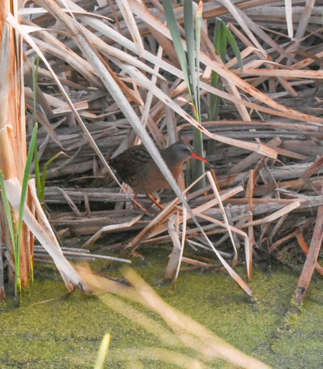 Virginia Rail - ML636822203