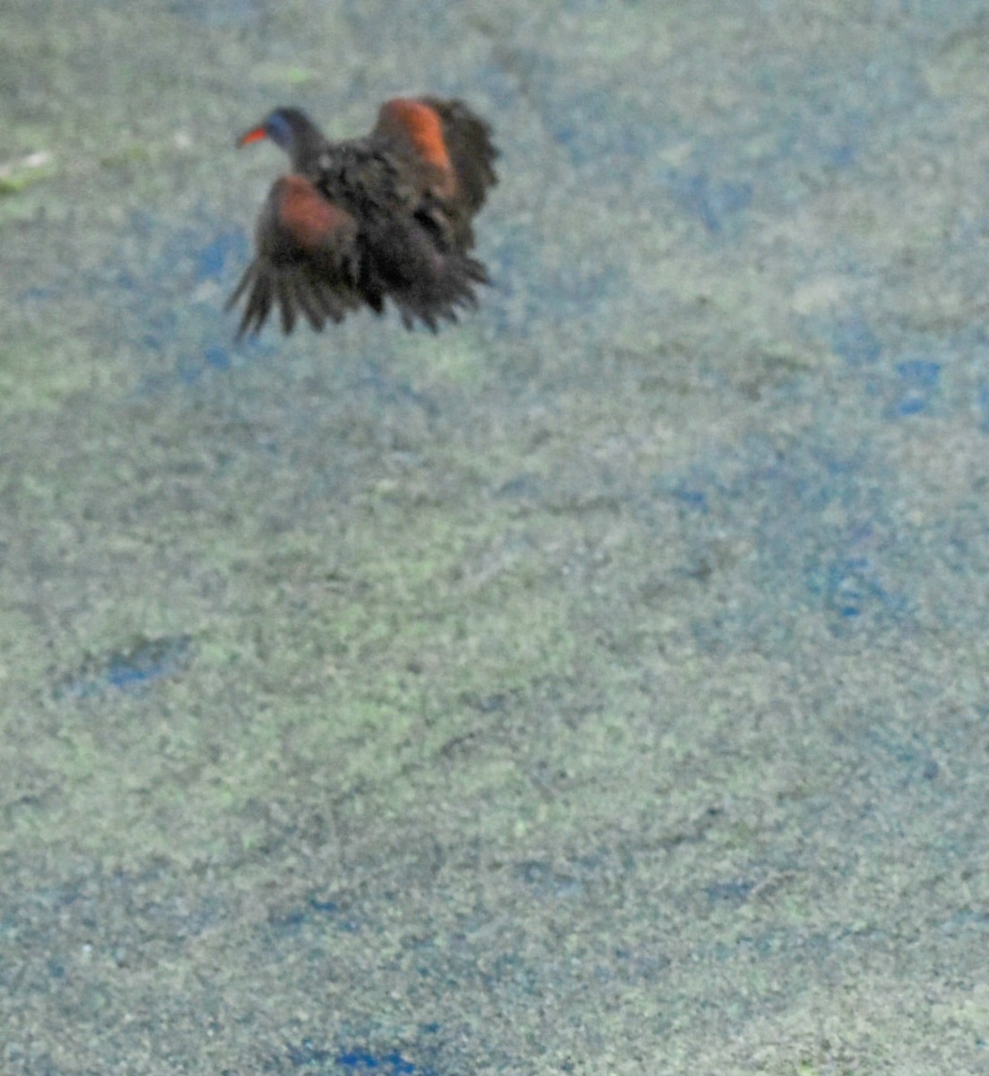 Virginia Rail - ML636822204