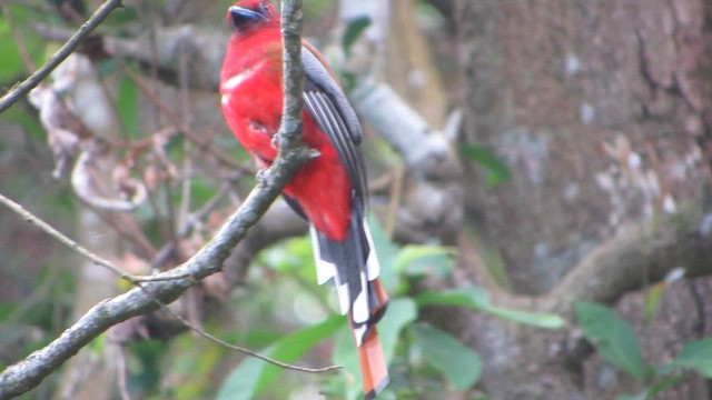 Red-headed Trogon - ML636822280