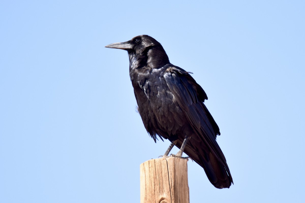 Cape Crow - ML636822282