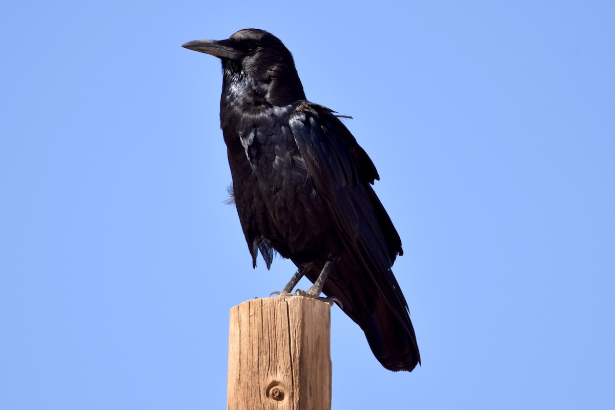 Cape Crow - ML636822283
