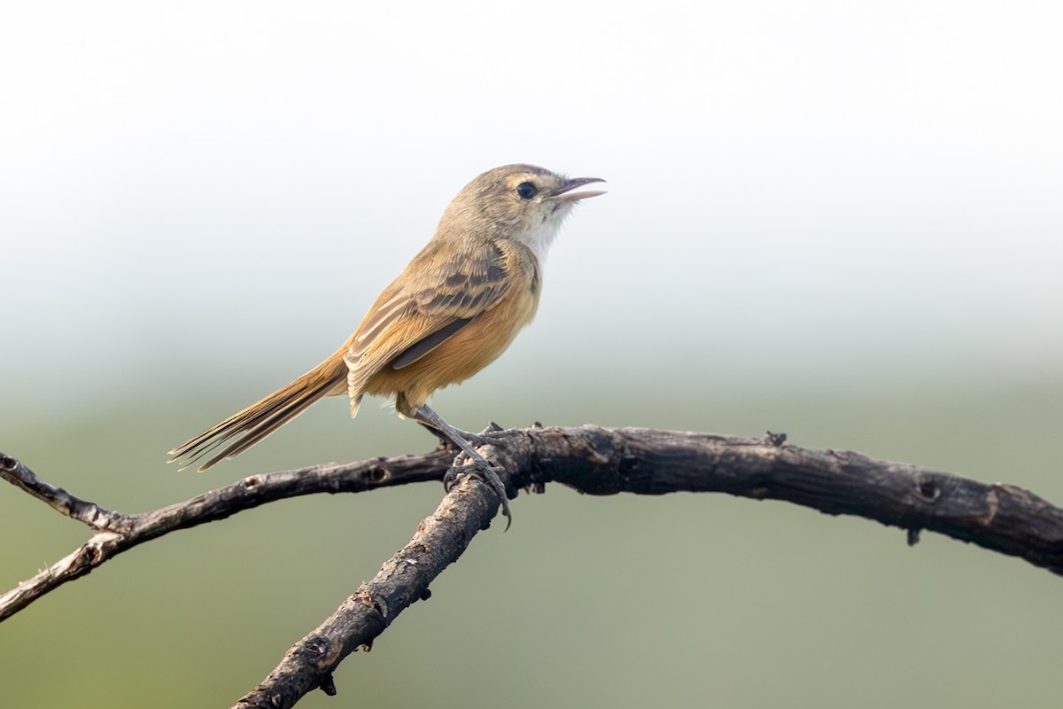 Rufous-sided Scrub-Tyrant - ML636822322