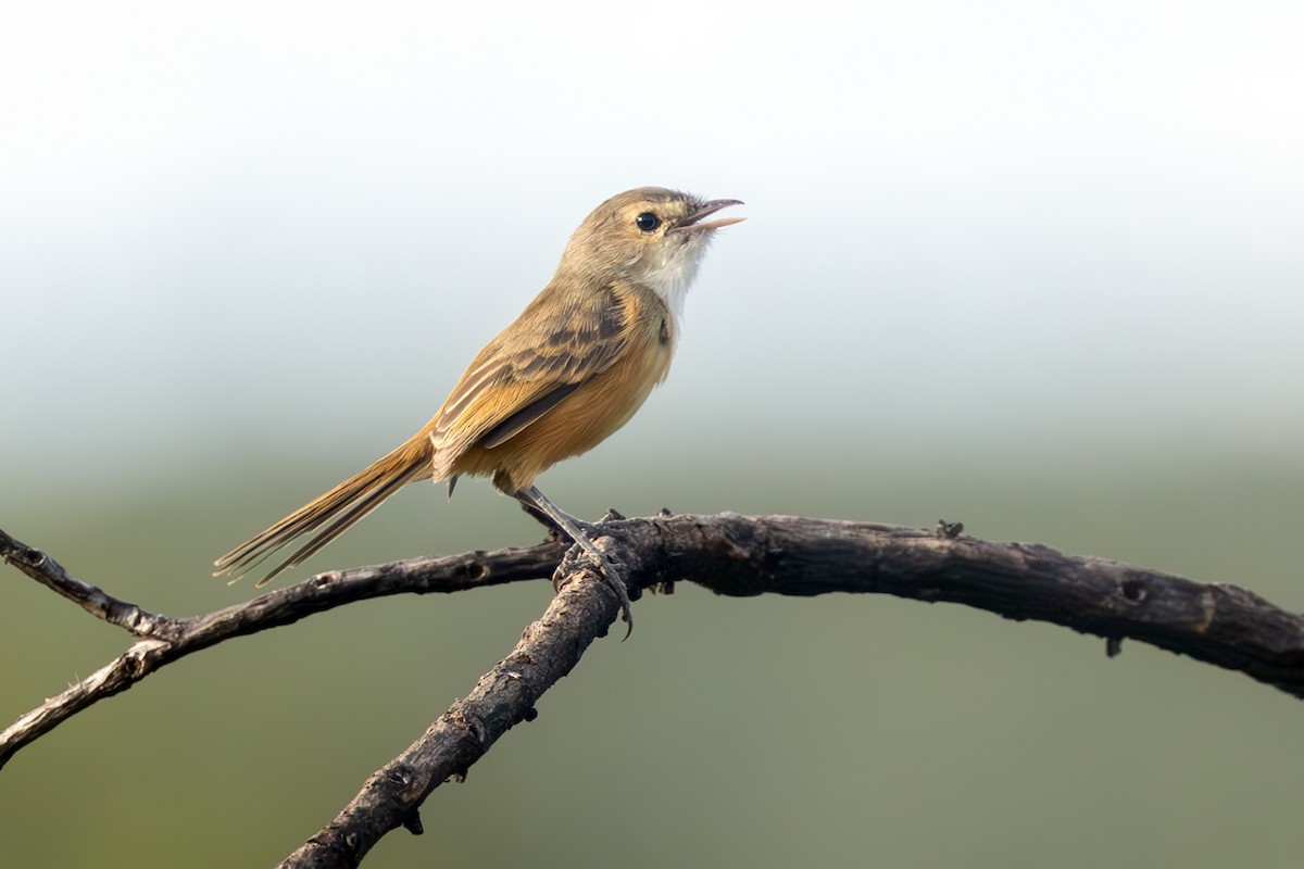 Rufous-sided Scrub-Tyrant - ML636822323
