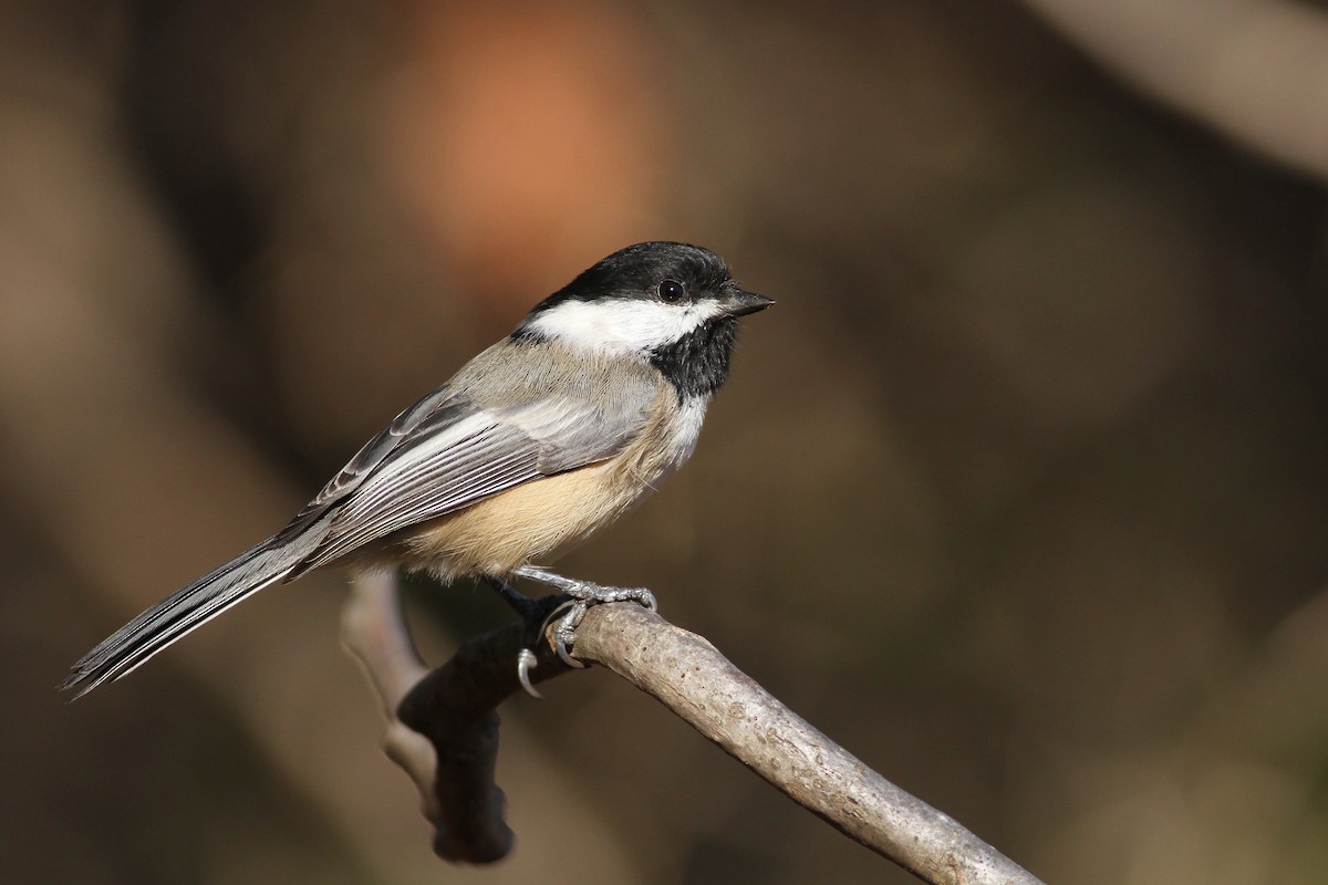 Black-capped Chickadee - ML63682241