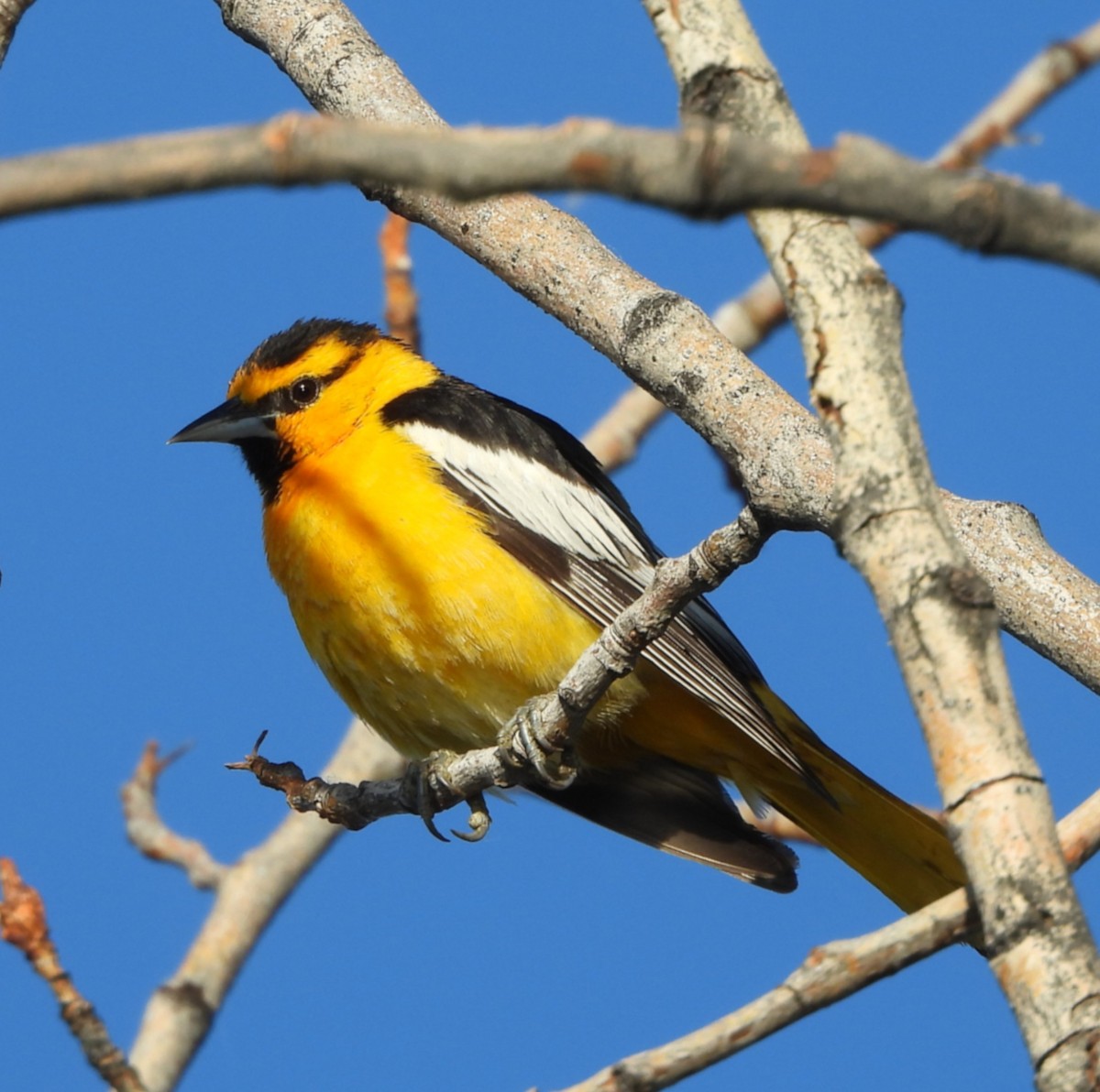 Bullock's Oriole - ML636822439