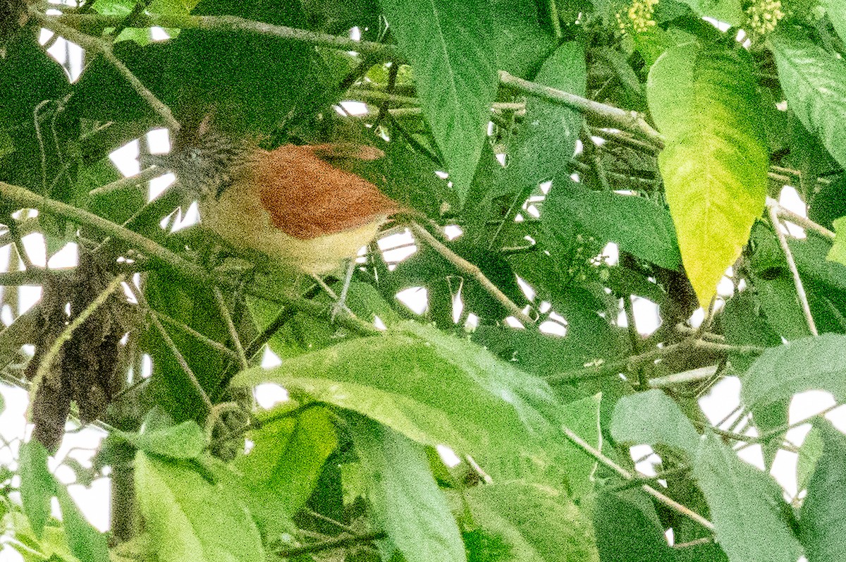 Barred Antshrike - ML636822494