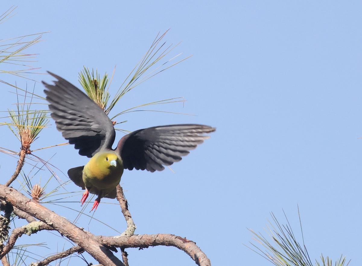 Wedge-tailed Green-Pigeon - ML636822541