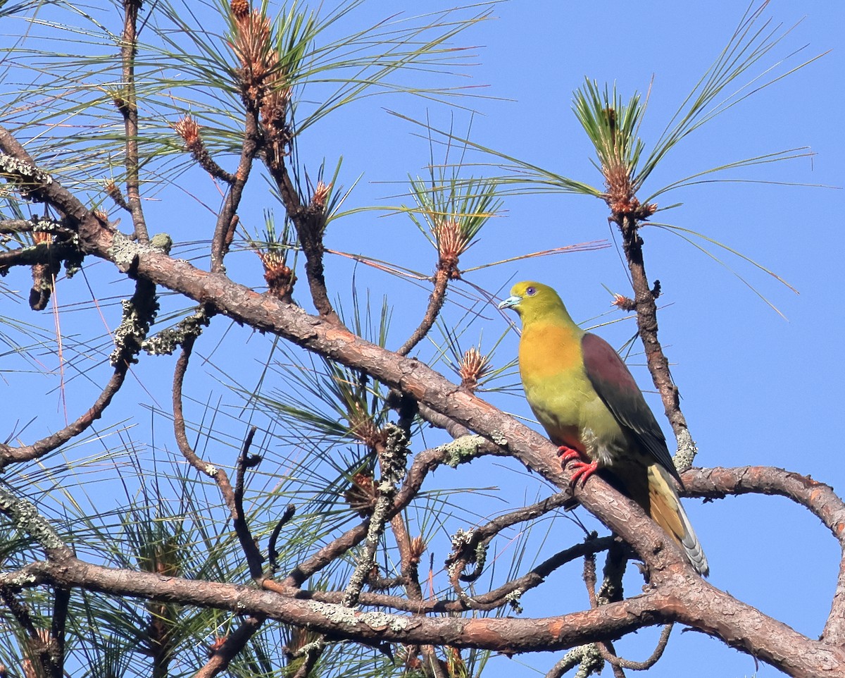 Wedge-tailed Green-Pigeon - ML636822542