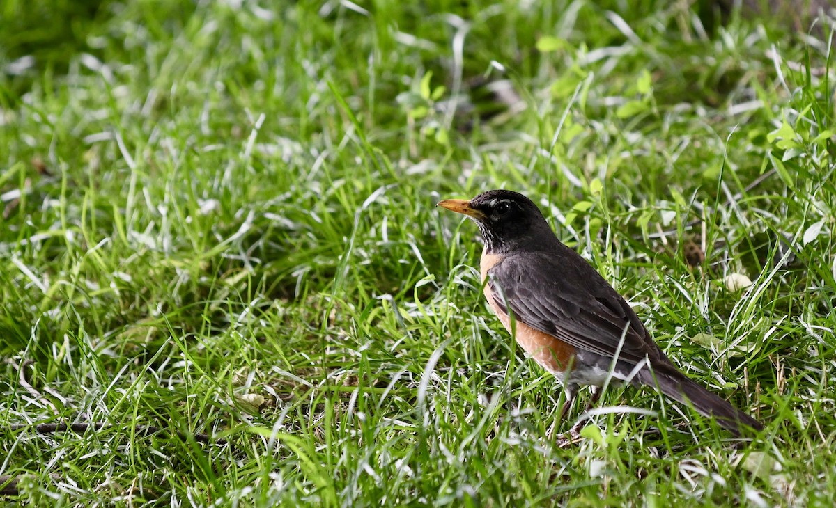 Zozo papargorria - ML636822671