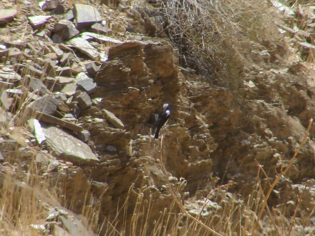 Mountain Chat - ML636822675