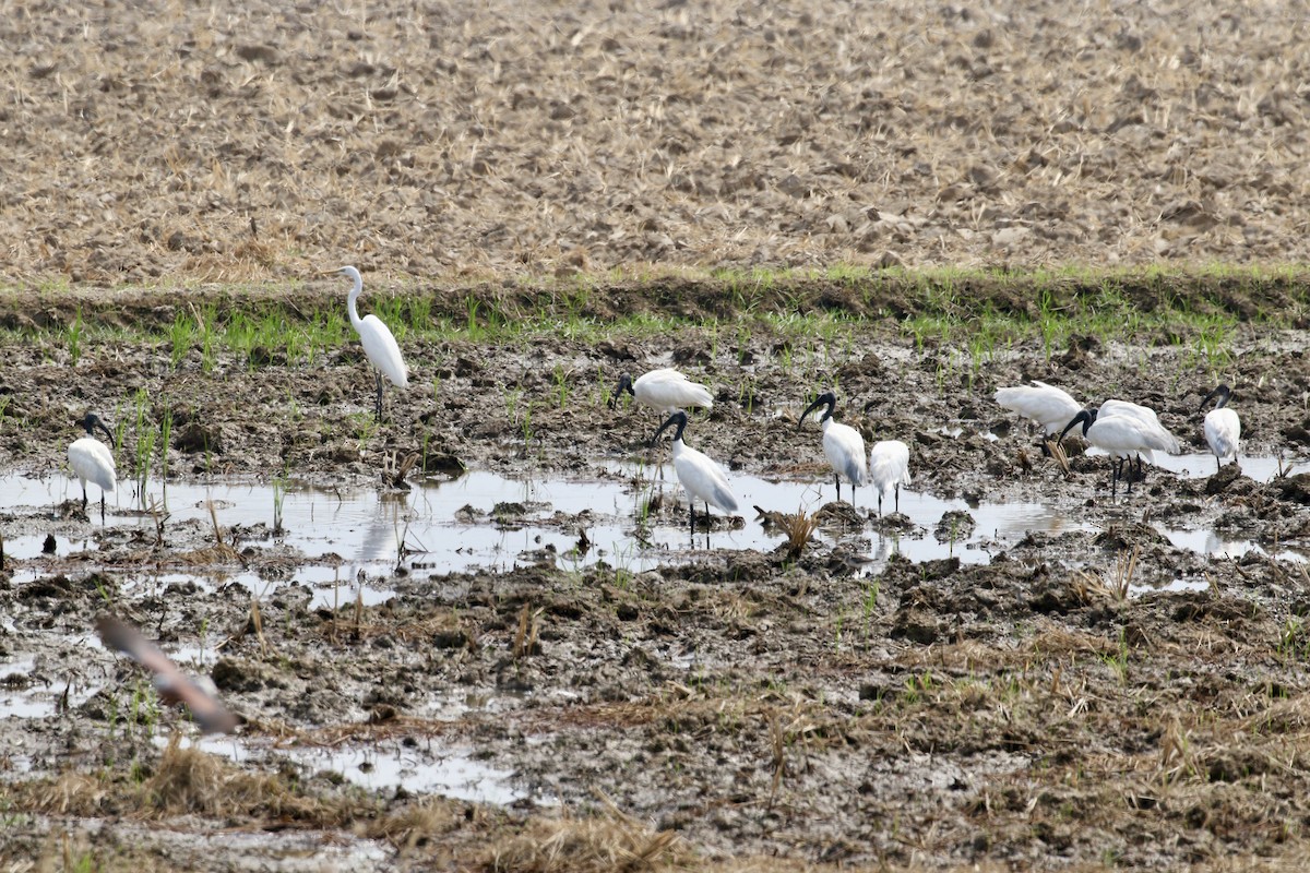 Цасч дэглий - ML636822751