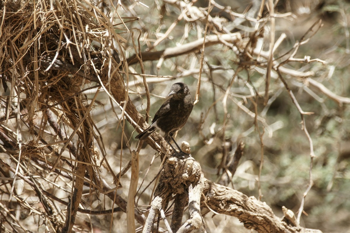 Mountain Chat - ML636822795