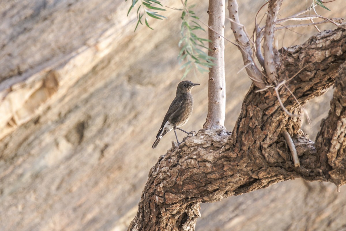 Mountain Chat - ML636822796