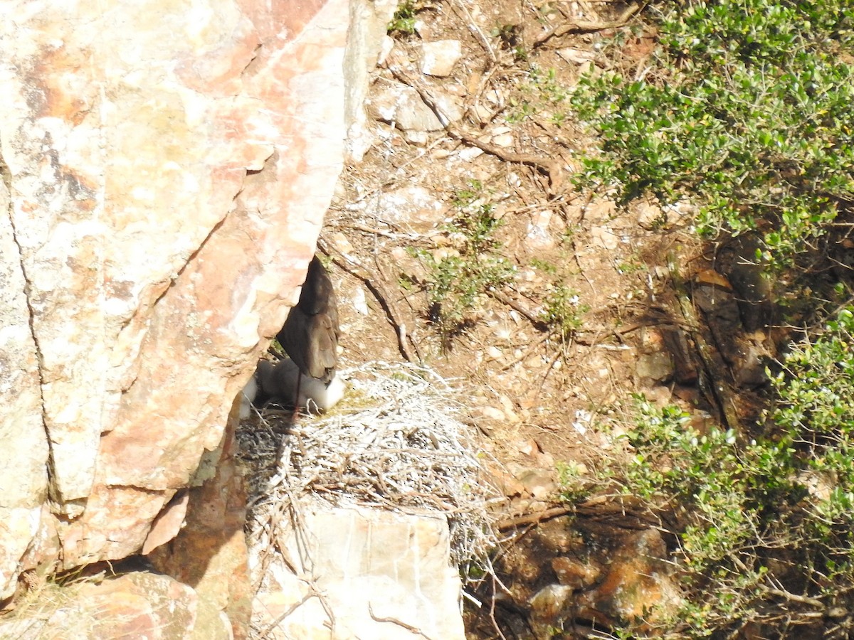 Black Stork - ML636822800