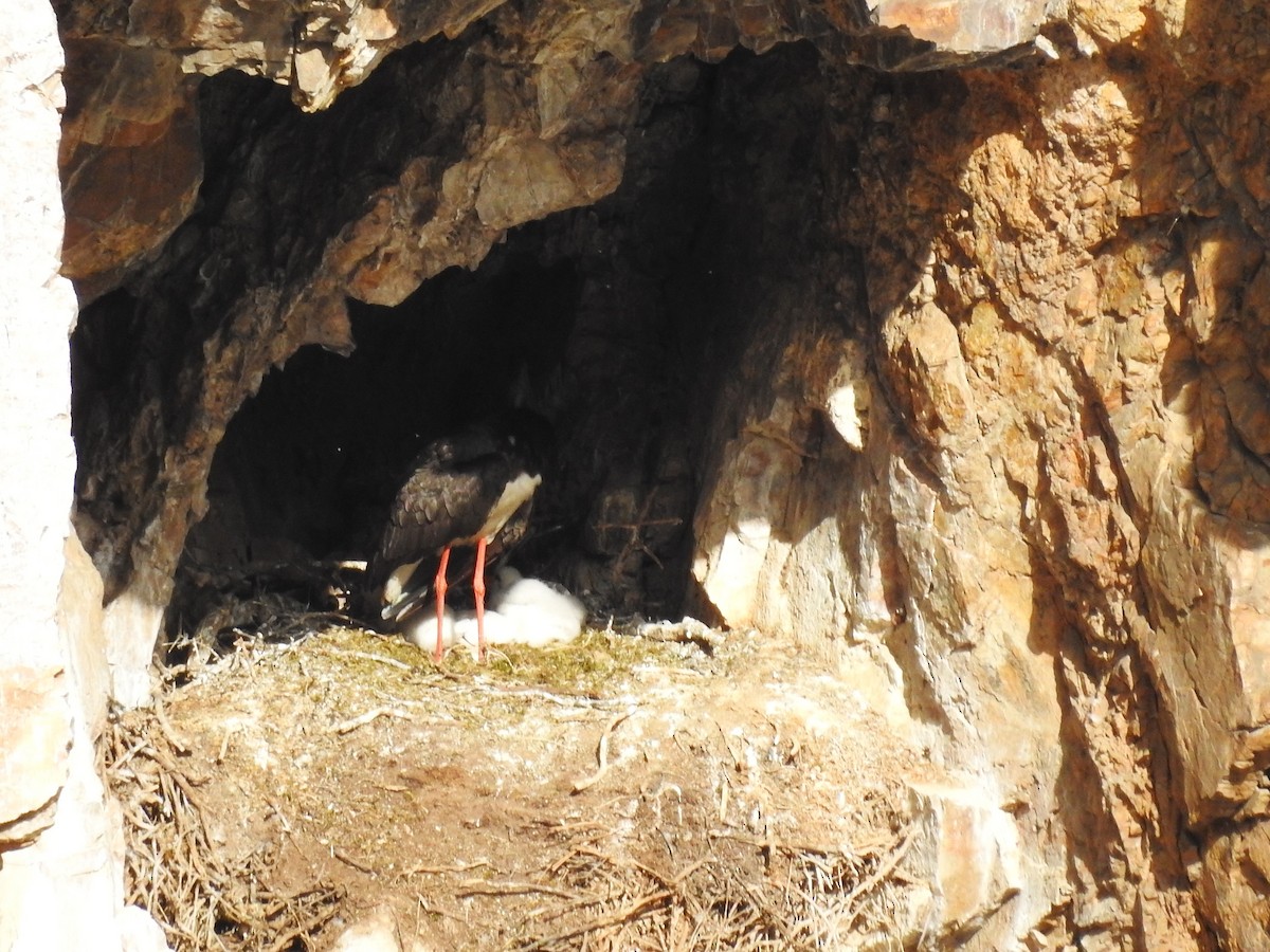 Black Stork - ML636822801