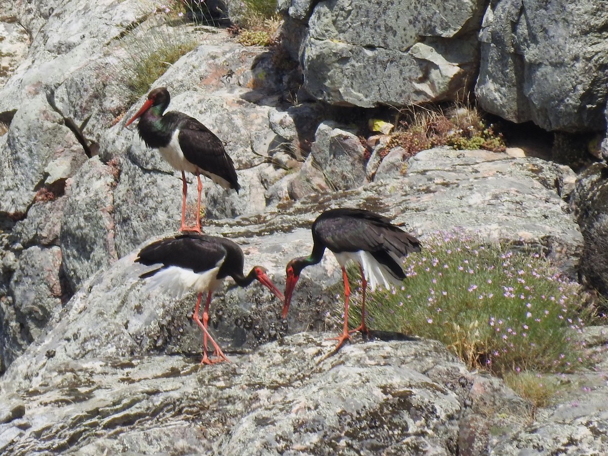 Black Stork - ML636822802