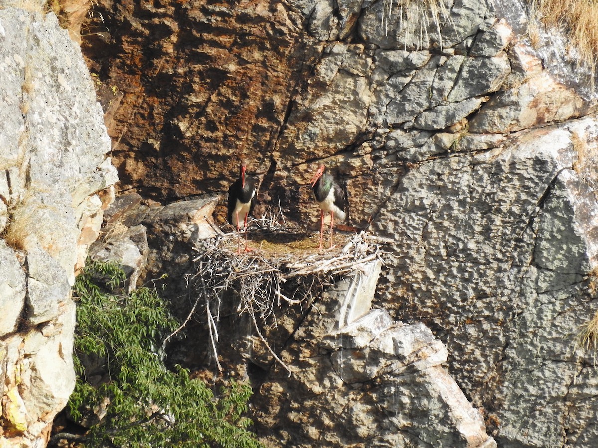 Black Stork - ML636822804