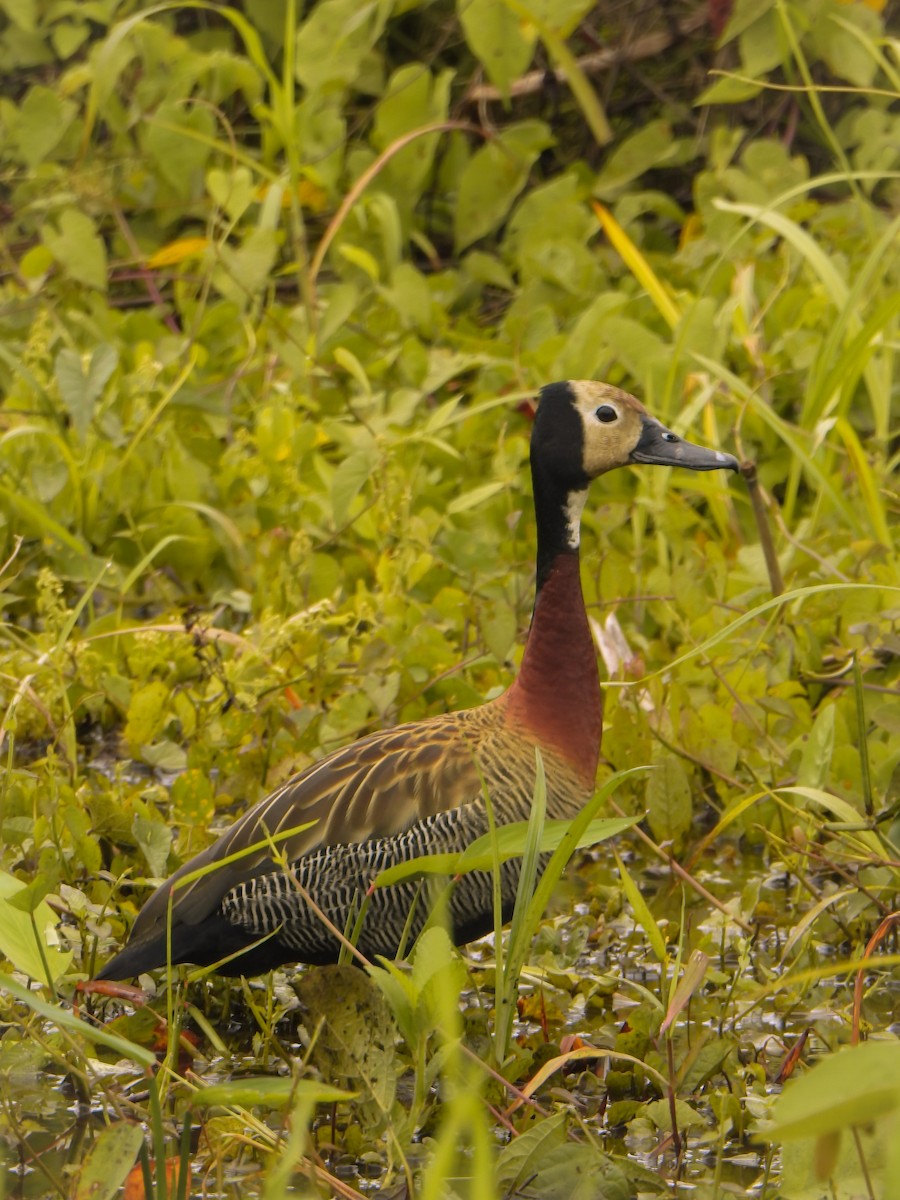White-faced Whistling-Duck - ML636822819