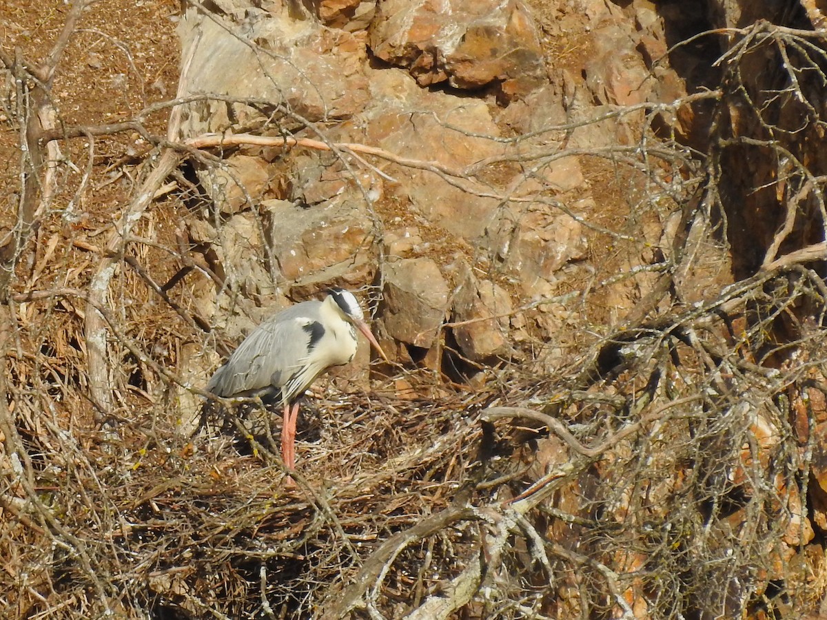 Gray Heron - ML636822838