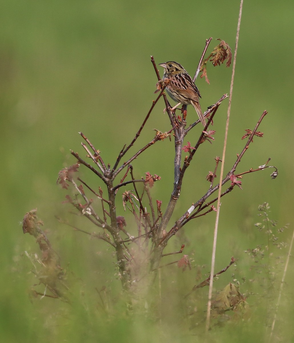 Henslow's Sparrow - ML636822887