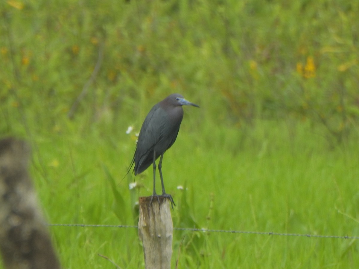 Little Blue Heron - ML636822888
