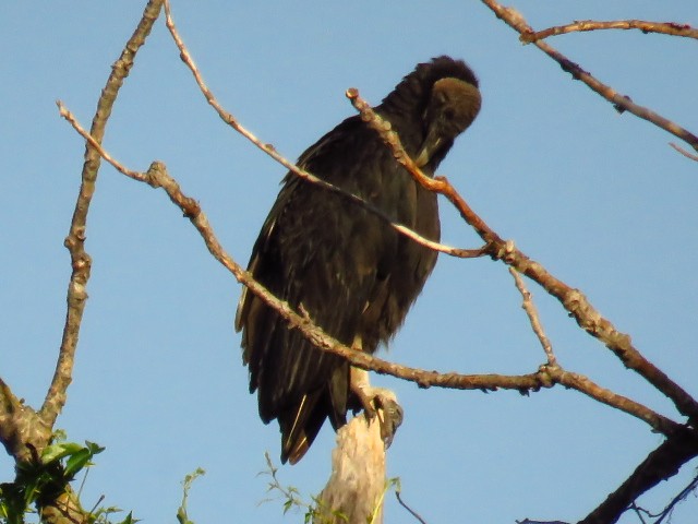 Black Vulture - ML636822890