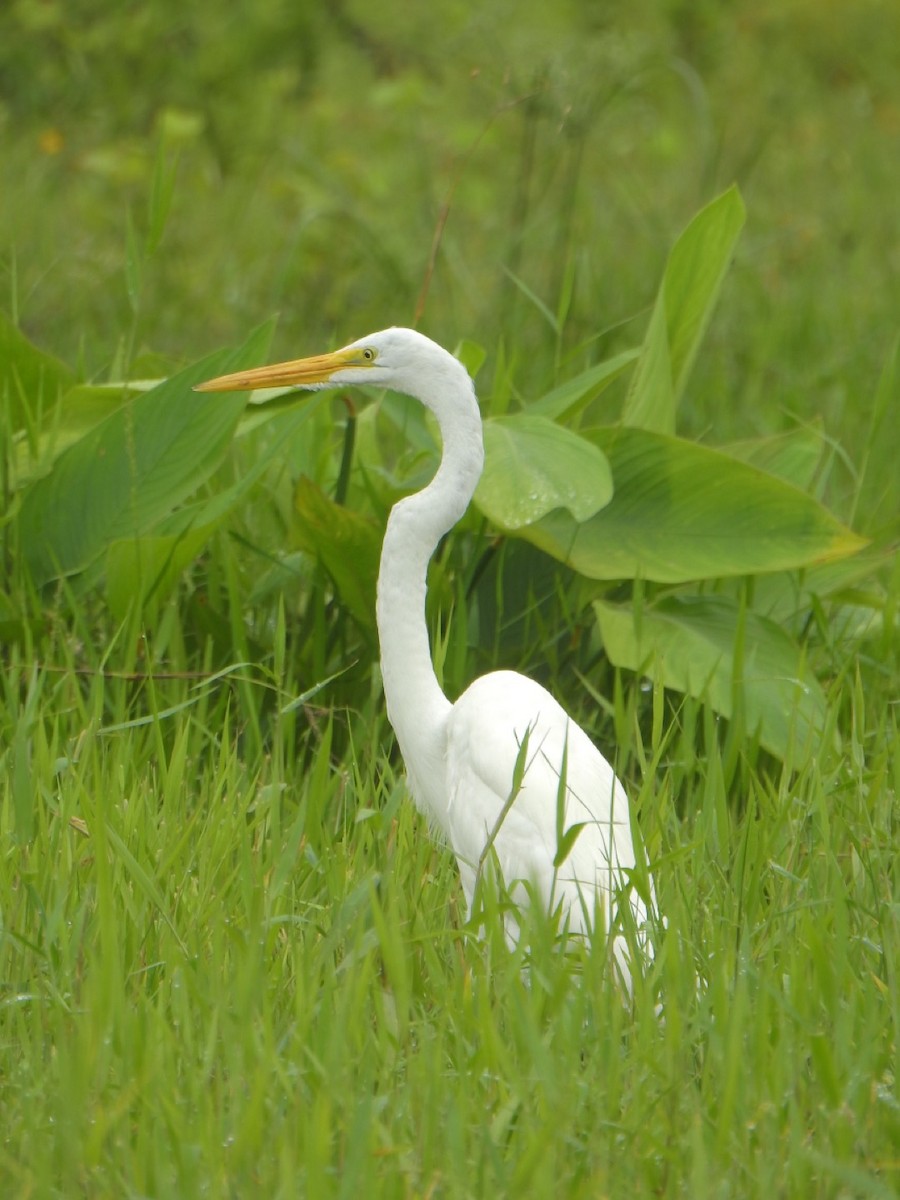 Great Egret - ML636822897