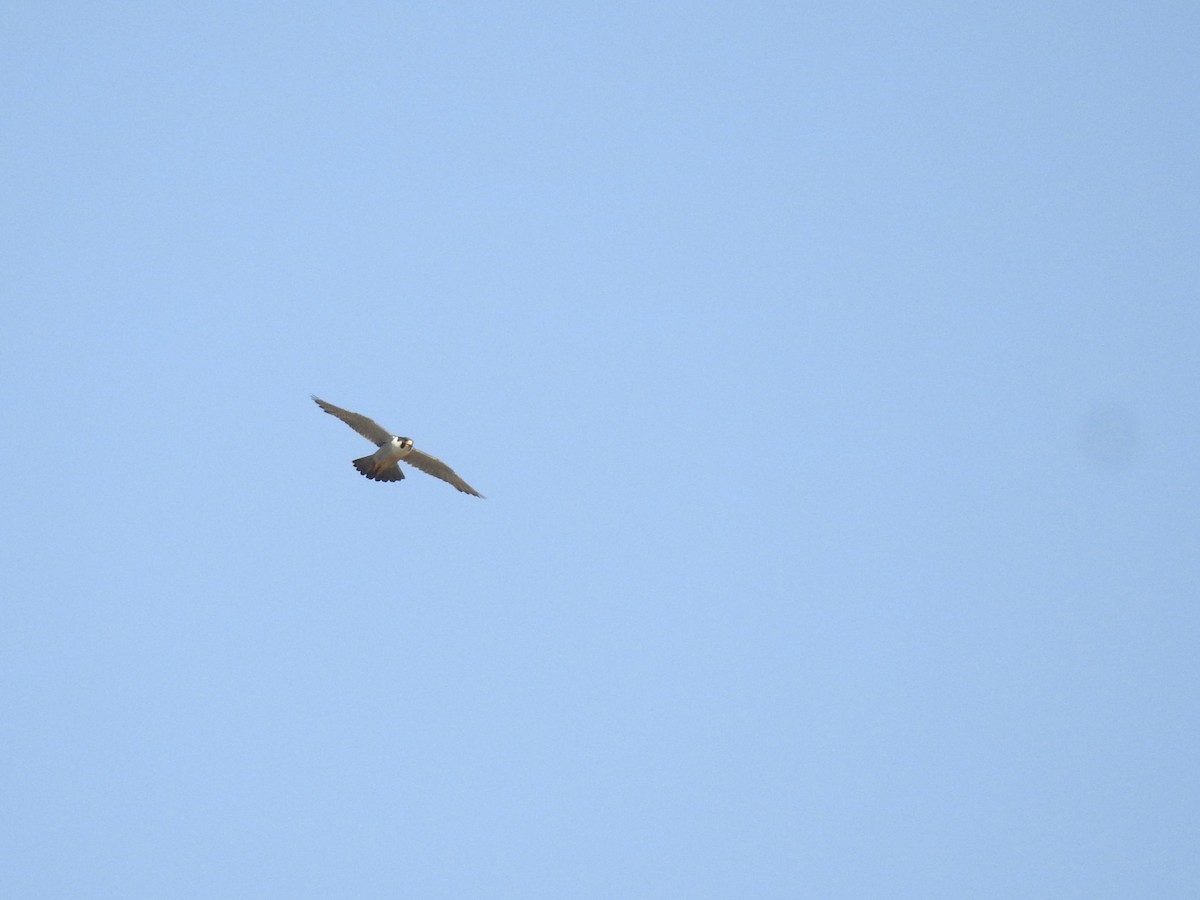 Peregrine Falcon - ML636822915