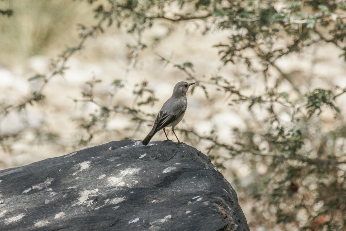 Mountain Chat - ML636822942