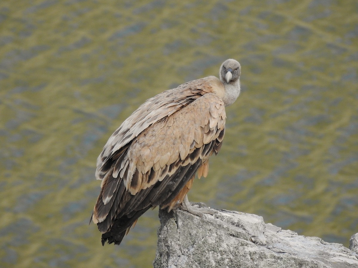 Eurasian Griffon - ML636822943