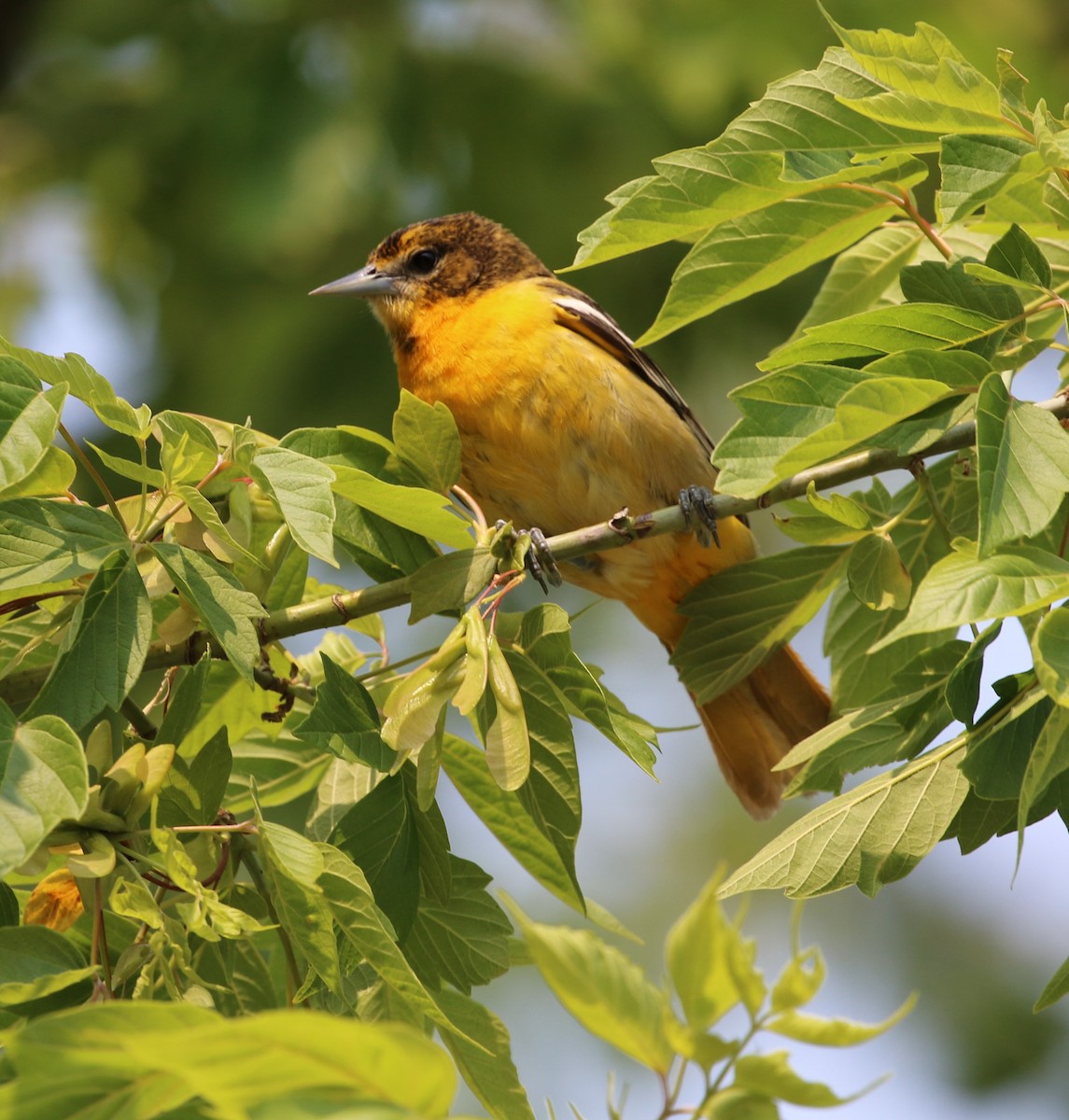 Baltimore Oriole - ML636822982