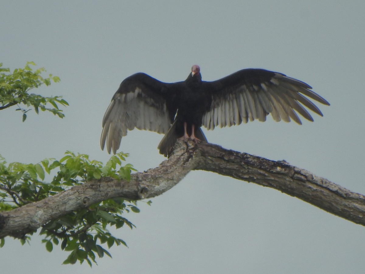Turkey Vulture - ML636823049