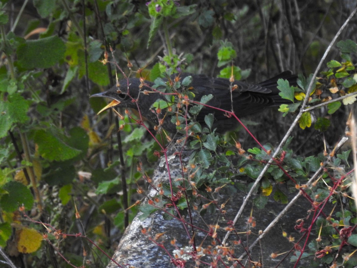 Blue Rock-Thrush - ML636823050