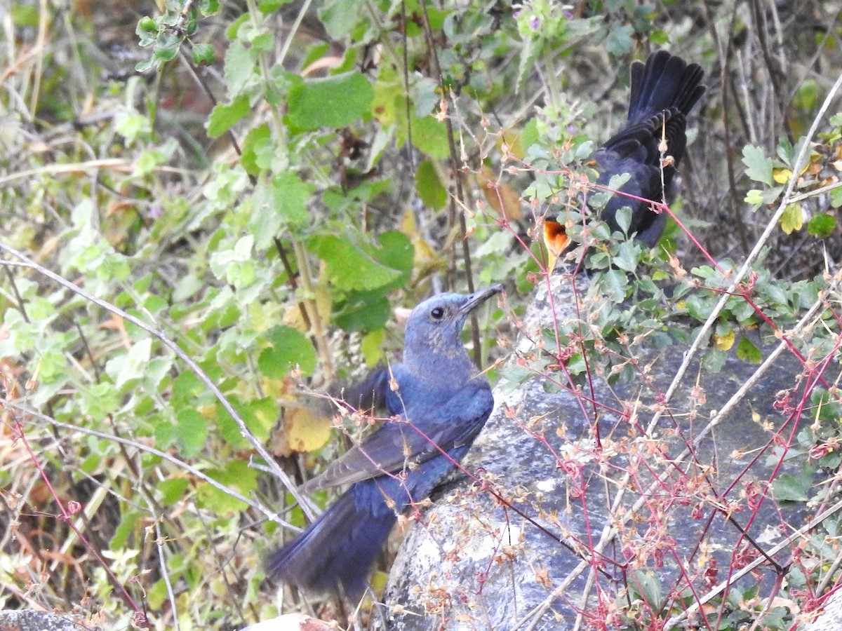 Blue Rock-Thrush - ML636823051