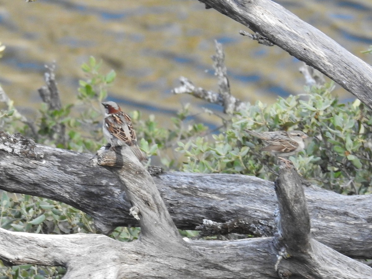 House Sparrow - ML636823066