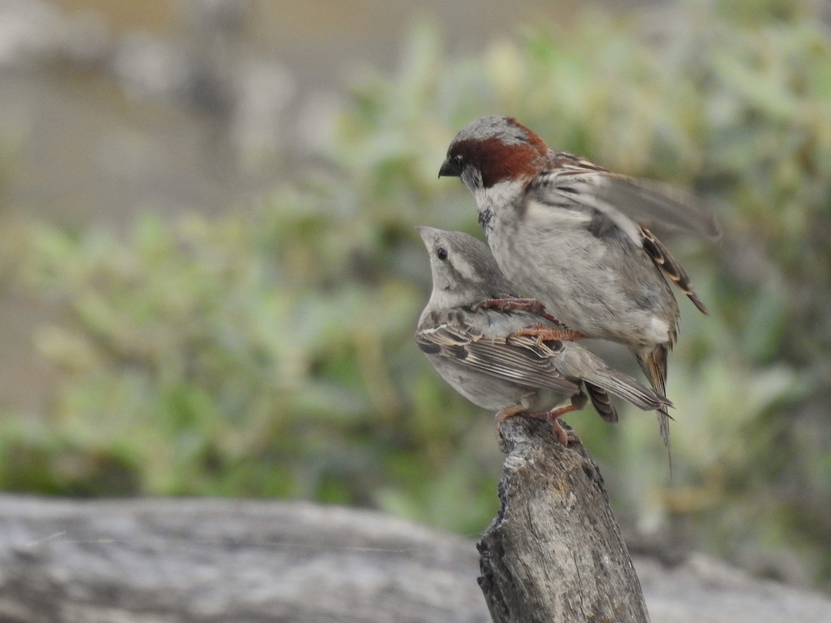 House Sparrow - ML636823067