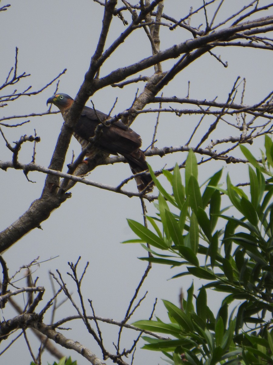 Hook-billed Kite - ML636823113