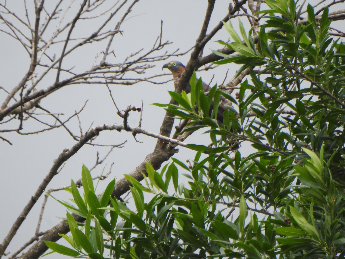 Hook-billed Kite - ML636823114