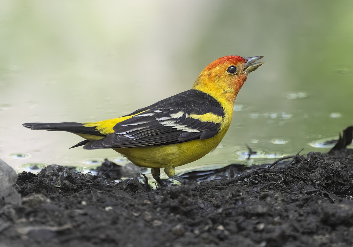 Western Tanager - ML636823146